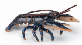 homard 56052