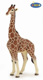 girafe mâle 50149