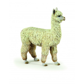 alpaca 50250