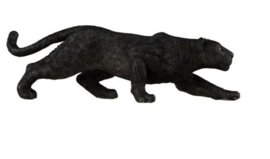 zwarte panter 50026