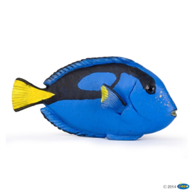 poisson chirurgien 56024