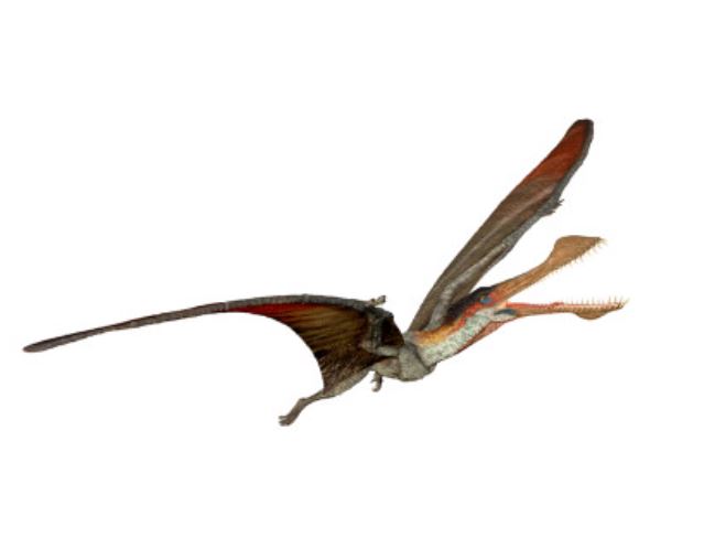 Anhanguera 55103