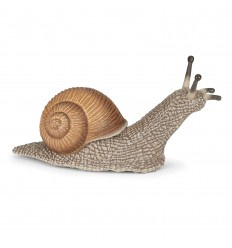 escargot 50262