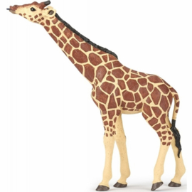 girafe tête levée 50236