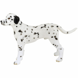 dalmatien 54020