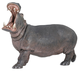 hippopotame 50051