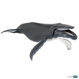 baleine à bosse 56001