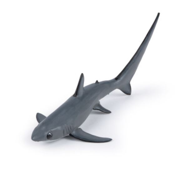  requin renard 56063
