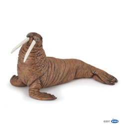 walrus 56030