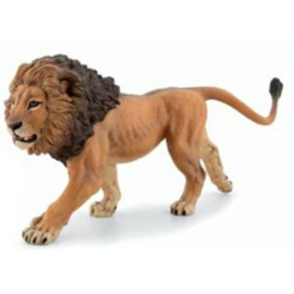 lion d'Afrique 50307