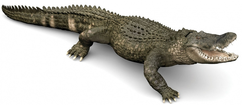 alligator 50254