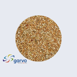 Garvo 5335 panicum geel ca. 2,5 kg
