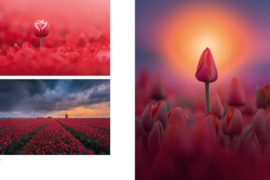 Terra boeken The Beauty of the Netherlands - Albert Dros