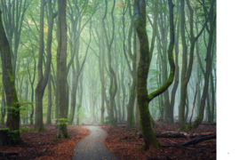 Terra boeken The Beauty of the Netherlands - Albert Dros