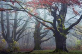 Terra boeken The Beauty of the Netherlands - Albert Dros