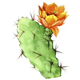 1 ltr. Cactus opgietconcentraat - EXTRA GECONCENTREERD