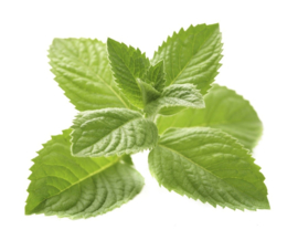 1 ltr. Indian mint etherische olie voor verstuiver