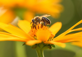 1 ltr. Flowerhoney parfum voor verstuiver