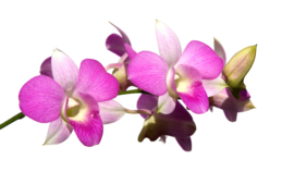 1 ltr. Orchidee parfum voor verstuiver