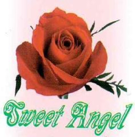 Comfort BH Sport BH Sweet Angel - Assorti Kleuren Met Groen - One Size (M - XL) - 5Pack