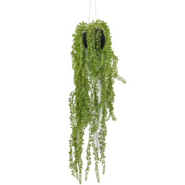 Hangplant