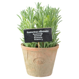 Plant Rosemarijn in pot