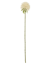 Bloem Allium wit