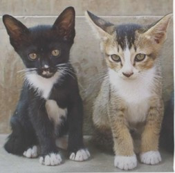 Servetten kittens