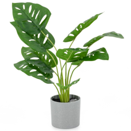 Plant Monstera in pot