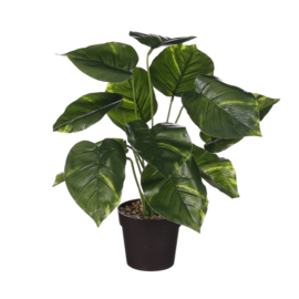 Plant Philodendron