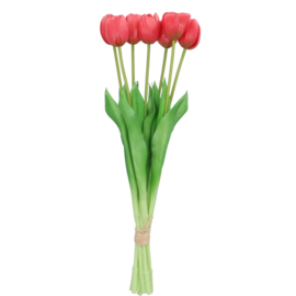 Tulp roodroze