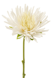 Bloem Chrysant wit 40cm