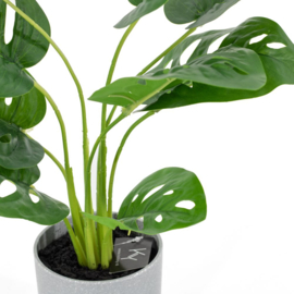 Plant Monstera in pot