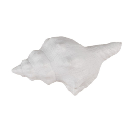Knop Q36 schelp wit