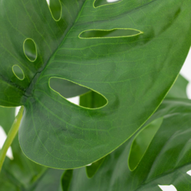 Plant Monstera in pot