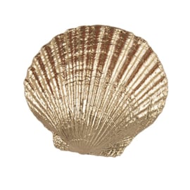 Knop Q34 schelp goud