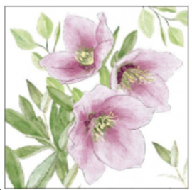 Servet groot Helleborus