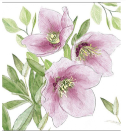 Servet klein Helleborus