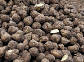 Pendant with Owyhee Picture Jaspis