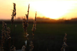 Ring with Owyhee Picture Jaspis
