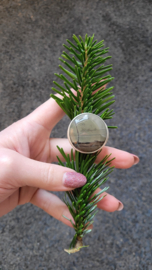 Ring with Owyhee Picture Jaspis