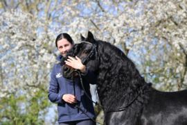 Paardenhaar armband Johnny