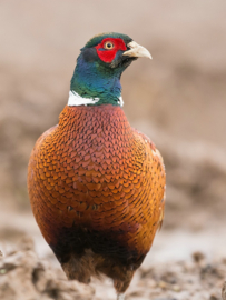 Pendant with Owyhee Picture Jaspis