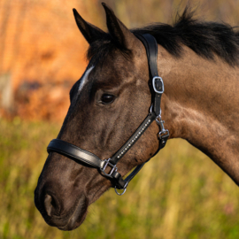Harry horse Halster Leder Anatomic Crystal