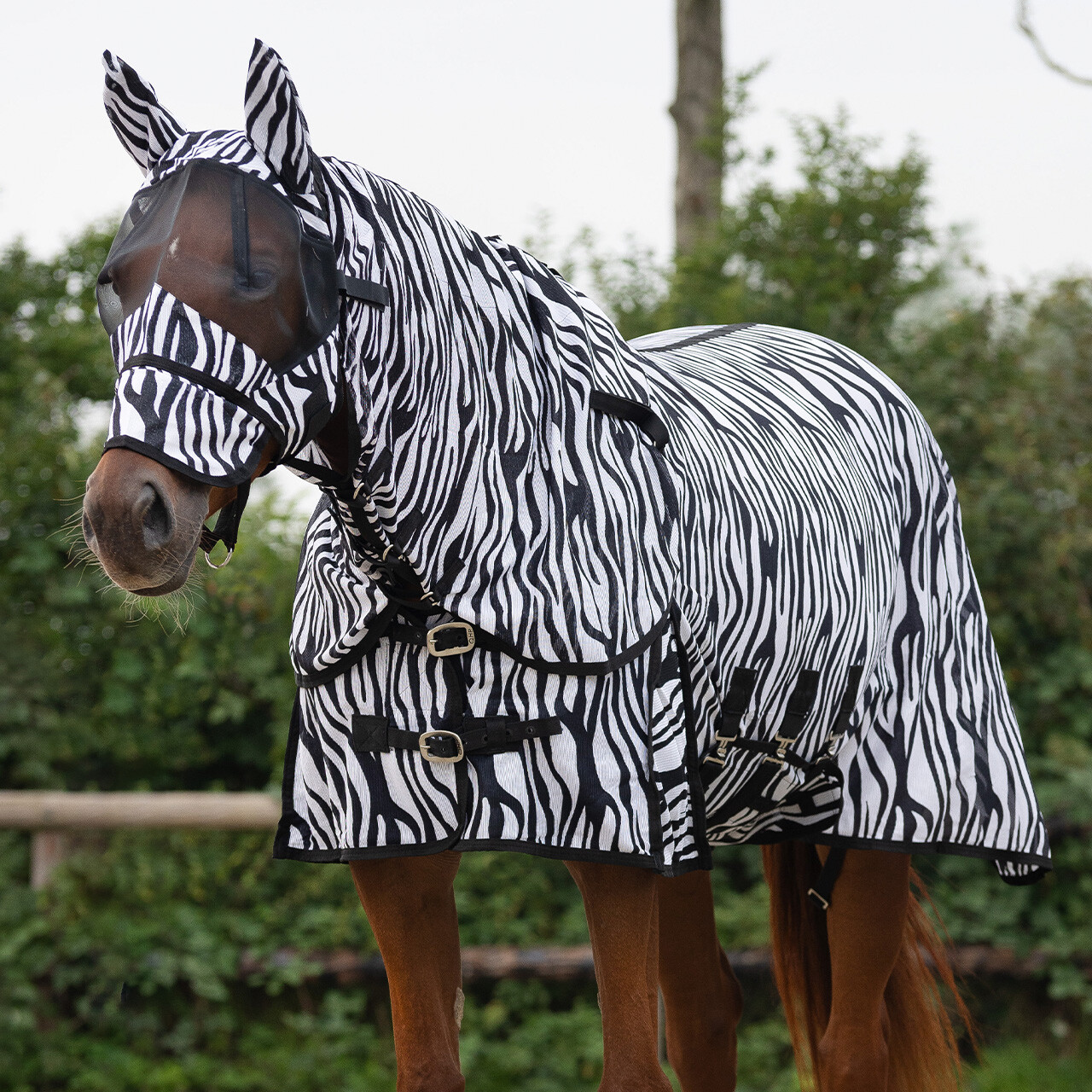 Qhp vliegendeken nek + hoed zebra
