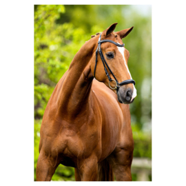 BR hoofdstel Hereford zwart Full