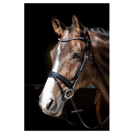 Harry horse Hoofdstel Rise & Shine zwart-zilver