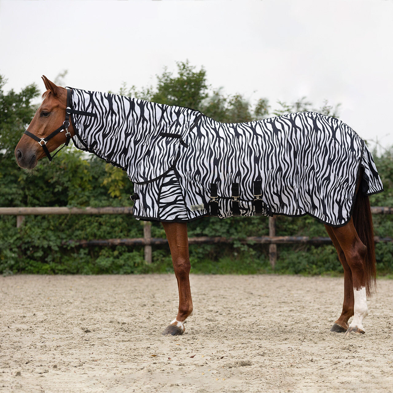 Qhp vliegendeken nek + hoed zebra