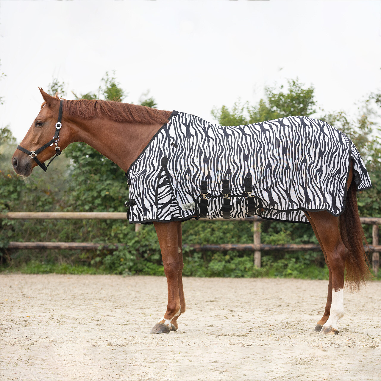 Qhp vliegendeken nek + hoed zebra