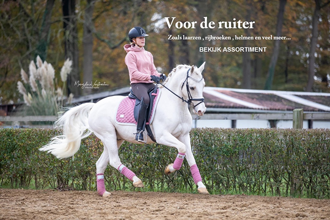 toetje lobby exegese HOME | Horsecenter